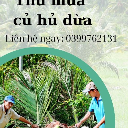 THU MUA CỦ HỦ DỪA