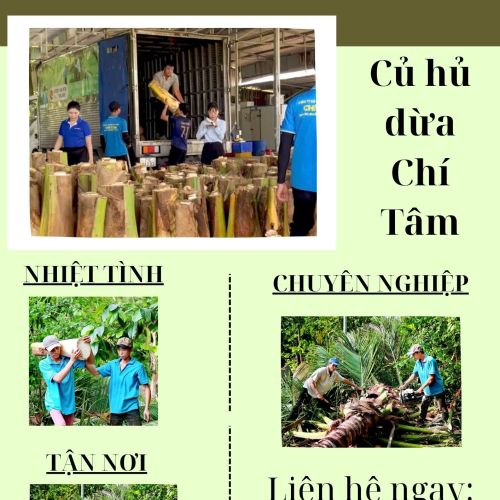 THU MUA CỦ HỦ DỪA