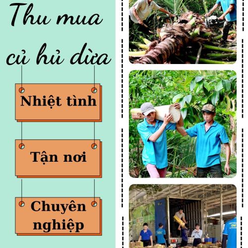 THU MUA CỦ HỦ DỪA