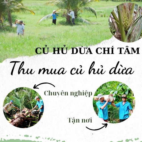 THU MUA CỦ HỦ DỪA