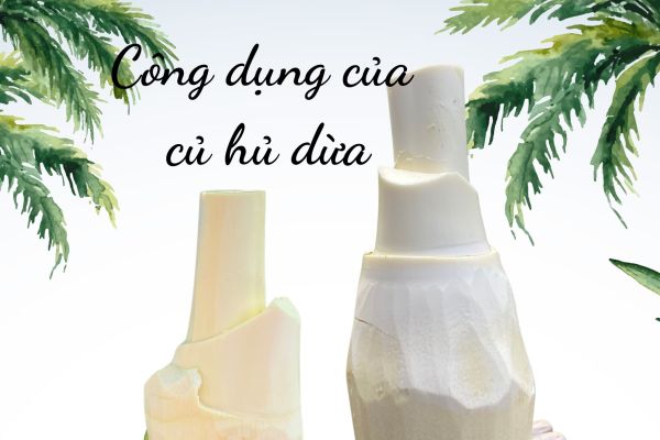 Công dụng của củ hủ dừa với sức khỏe