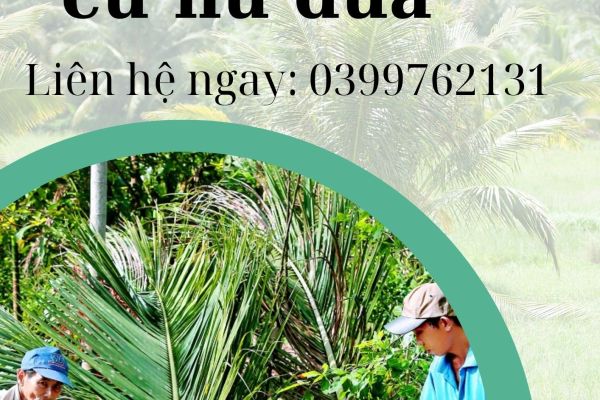 THU MUA CỦ HỦ DỪA