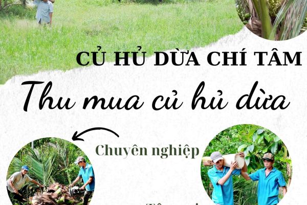 THU MUA CỦ HỦ DỪA