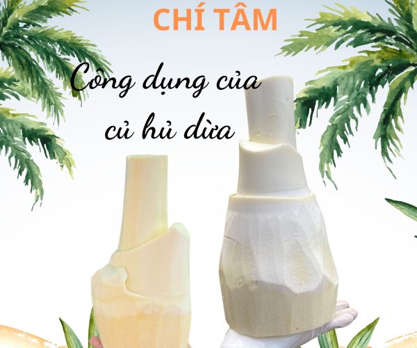 Công dụng của củ hủ dừa với sức khỏe