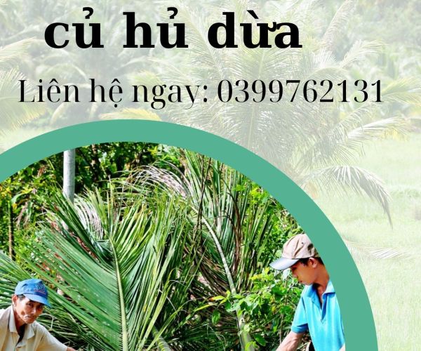 THU MUA CỦ HỦ DỪA