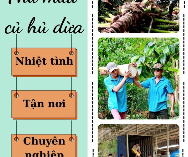 THU MUA CỦ HỦ DỪA