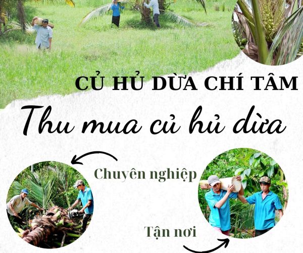 THU MUA CỦ HỦ DỪA