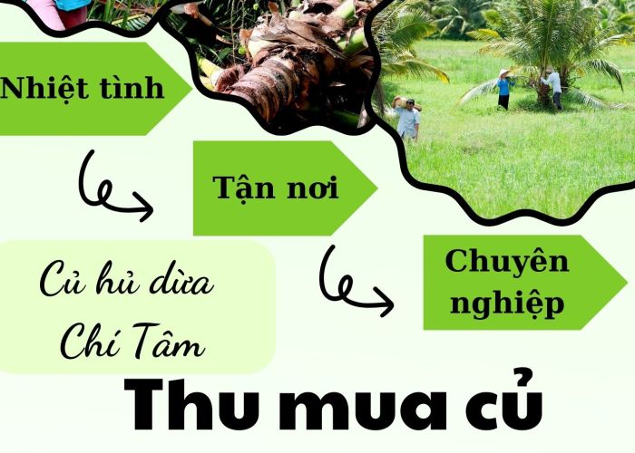 THU MUA CỦ HỦ DỪA