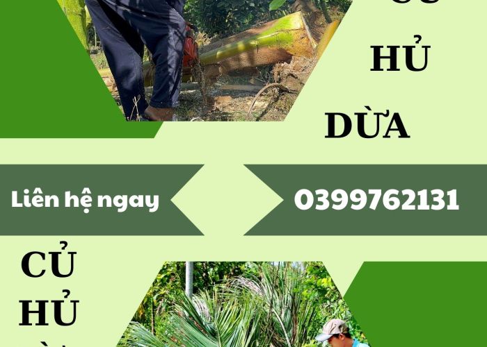 THU MUA CỦ HỦ DỪA