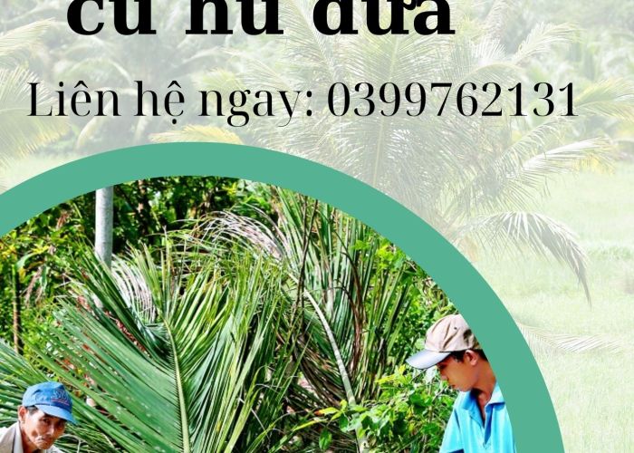 THU MUA CỦ HỦ DỪA