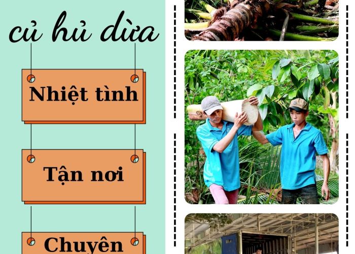 THU MUA CỦ HỦ DỪA