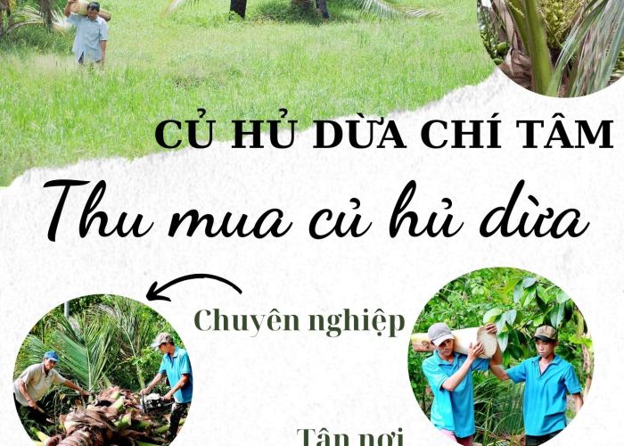 THU MUA CỦ HỦ DỪA